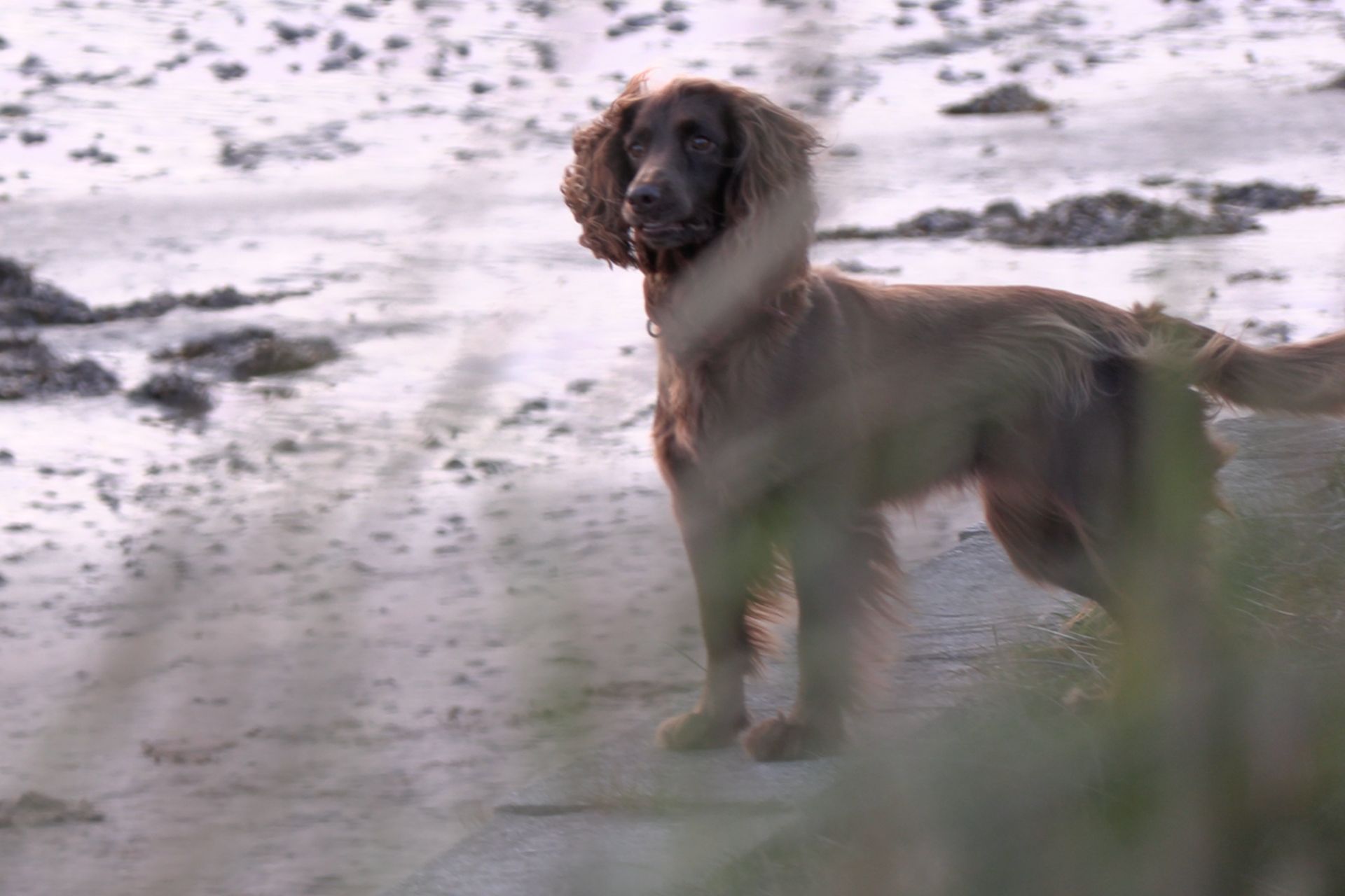 Walk your dog in Alnwick