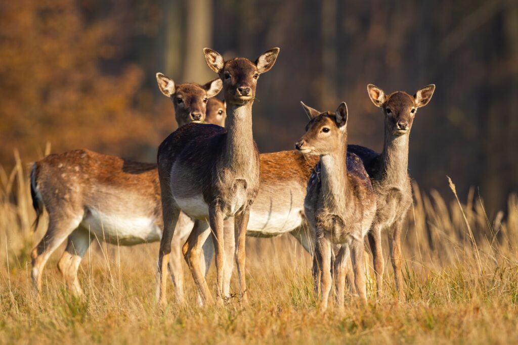 Deer country living