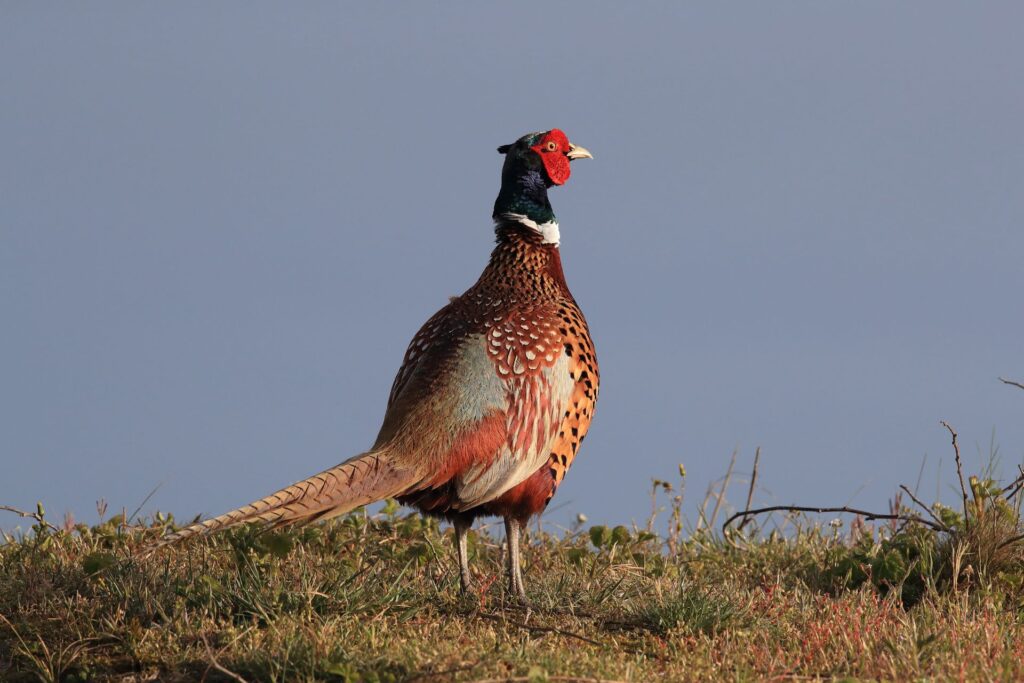 pheasant middleton tyas
